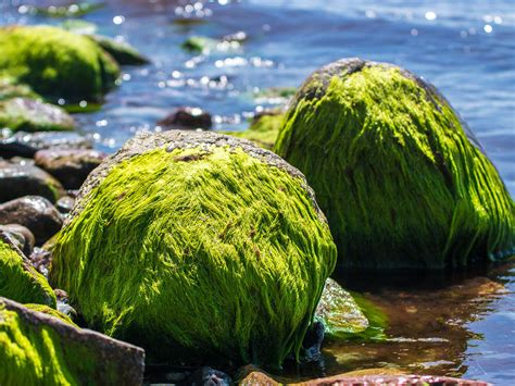 Green algae .